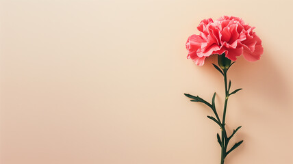 Pink Carnation Bloom Against Soft Pastel Background with Copy Space