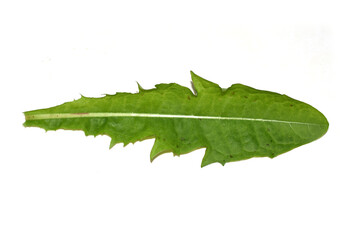 Leaf from a dandelion plant  Taraxacum isolated on white background © hhelene