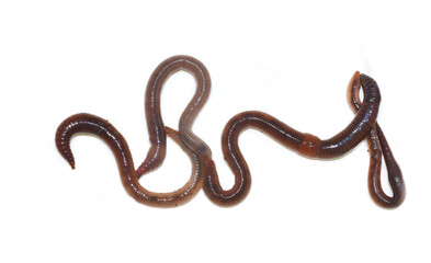 Earthworms crawling isolated on white background