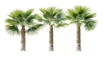 Set of Three Palm Trees Isolated With Vibrant Green Foliage Generative AI