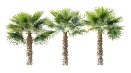 Set of Three Palm Trees Isolated With Vibrant Green Foliage Generative AI