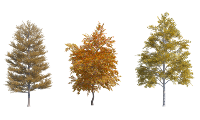 Tamarack Common Oak Paper Birch png alpha chanel tree set