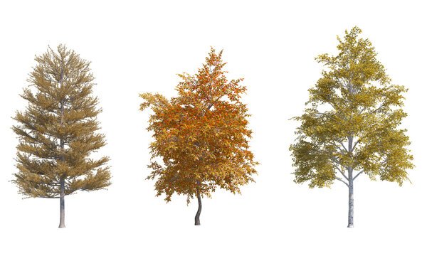 Tamarack Common Oak Paper Birch png alpha chanel tree set