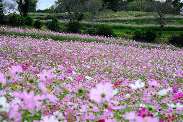 秋の美しい上原高原コスモス園