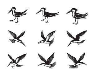 Fototapeta premium Collection of Black Skimmer Vector illustration - Black Skimmer Bird Clipart Design 