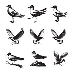 Collection of Black-headed gull Vector illustration - Black-headed gull Bird Clipart Design
