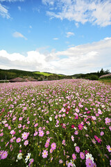 青空と上原高原コスモス園