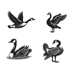 Obraz premium Collection of Canada Goose Vector illustration - Canada Goose Bird silhouette Design 