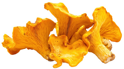Freshly Harvested Chanterelle Mushrooms Isolated on Clear Background Ideal for Recipe and Menu Designs