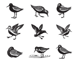 Collection of Dunlin silhouettes Design - Dunlin Bird Vector illustration in black and white