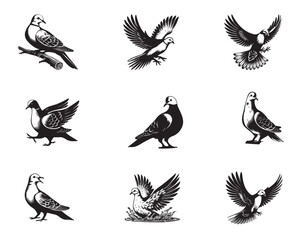 Obraz premium Collection of Eurasian Collared Dove Vector illustration - Eurasian Collared Dove Bird Clipart Design