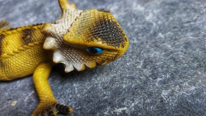 Gecko is a common name for large lizards or other types of lizards from the Gekkonidae tribe.