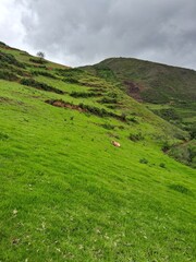 Obraz premium Green around