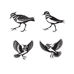 Fototapeta premium Collection of Killdeer Vector illustration - Killdeer Bird Clipart Design 