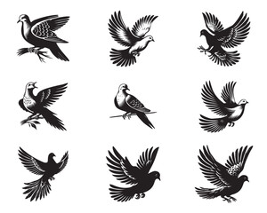 Collection of Mourning Dove Vector illustration - Mourning Dove Bird Clipart Design