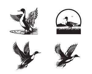 Fototapeta premium Collection of Northern pintail Vector illustration - Northern pintail Bird Clipart Design 