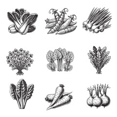 Obraz premium Collection of Vegetable Food Vector illustration - Vegetables Clipart Design
