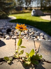 yellow flower growing between cracks in tiles