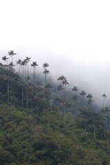 Palma de cera del Quindio entre neblina