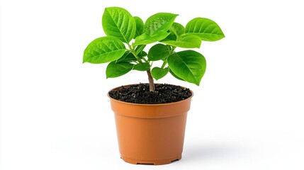 A photostock images of a root-bound plant in a pot, isolated on white background, High Quality