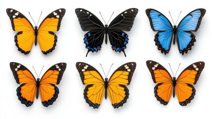 Obraz premium A photostock images of butterflies in different colors, isolated on white background, High Quality