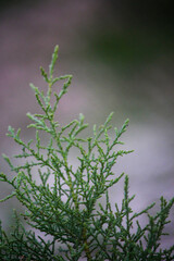 grass in the wind