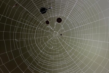 Obraz premium _ - A classic spiral-shaped web with radial threads supporting a