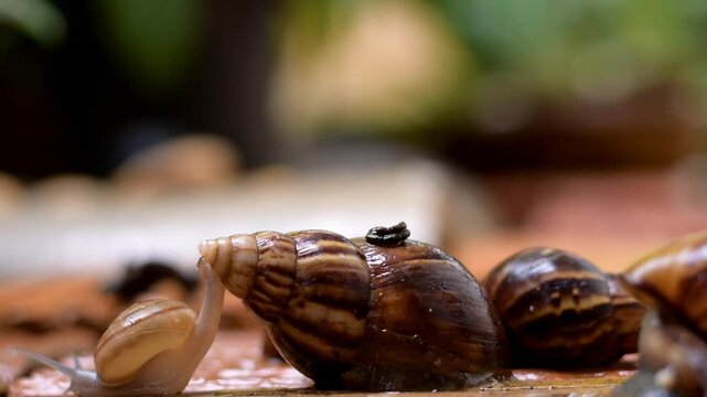 snail