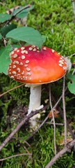 fly agaric mushroom