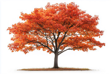 Fototapeta premium Vibrant Autumn Maple Tree
