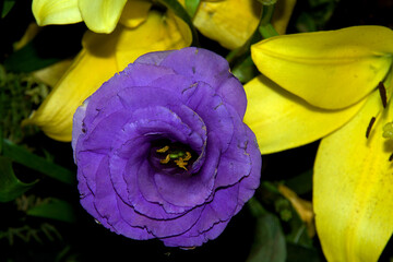 Lone Violet Lisiantus Flower