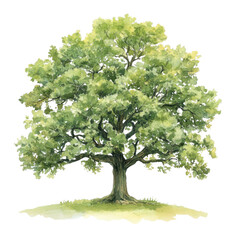 Obraz premium PNG Green Oak tree art illustration painting.
