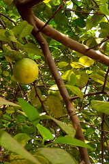 Fully Grown Lemon on Tree