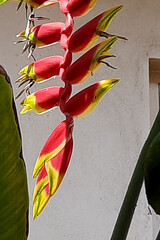 Portion of Heliconia rostrata Flower