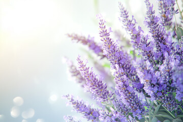 Fototapeta premium Lavender Bloom Against Soft Background