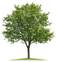 PNG Real elm tree isolated illustration photograph.