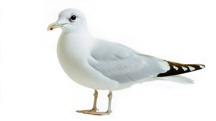 Obraz premium A natural white seagull isolated on a white background, showcasing its graceful form and features.