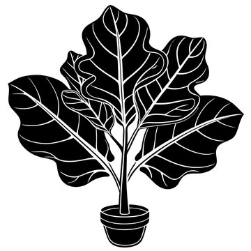 black and white fiddle leaf fig plant clip art preview