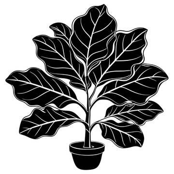 black fiddle leaf fig plant in pot clip art preview