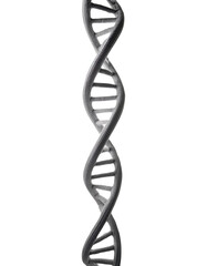 DNA double helix structure, isolated on white background.