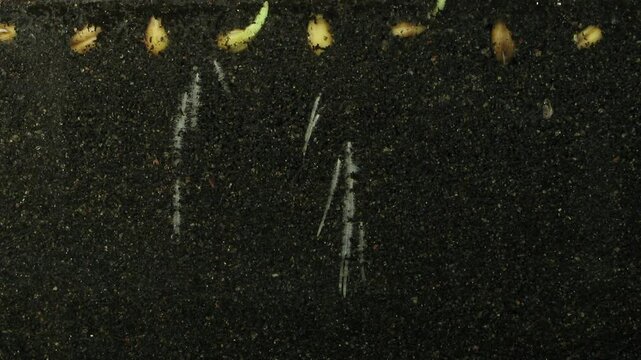 Time lapse of germinating wheat seeds underground