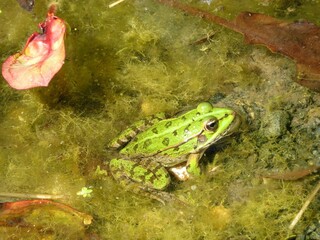 Grenouille