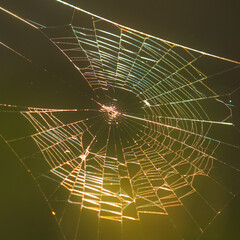 Colorful spider web at sunset, closeup.