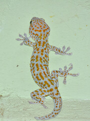 Tokek, the Tokay Gecko (Gekko gecko) lizard on the wall close to the ceiling