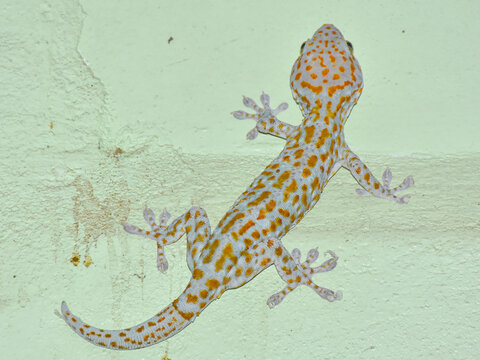 Tokek, the Tokay Gecko (Gekko gecko) lizard on the wall close to the ceiling