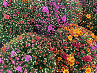 Bunch of chrysanthemums mums chrysanths fall flowers