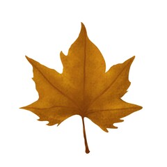 Autumn Leaves illustration with orange background and plain background 