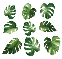 set of green color tropical leaves
