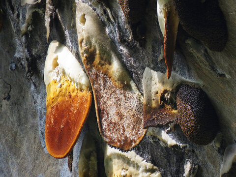 Close-up of "mad honey," known for its hallucinogenic properties, produced by bees that collect nectar from rhododendron flowers in the high Himalayan regions.