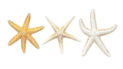 Three Colorful Starfish on Transparent Background Generative AI